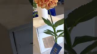 North Georgia Fair in Marietta exhibits for Dhalias State Fair Marietta Fair [upl. by Nospmoht]