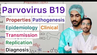 Parvovirus B19  Transmission  Epidemiology  Replication  Pathogenesis  Clinical  Treatment [upl. by Enovahs436]