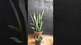 Snake Plant Propagation Made Magical Uncover the Secrets of Perlite [upl. by Vala]