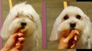 Easy Maltese Head Grooming [upl. by Arrac]