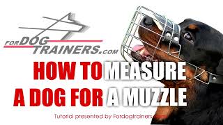 How to Measure Your Dog for a Muzzle Tutorial [upl. by Avrit605]