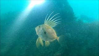 Diving the Fleur de Lys and the Valentine Tanks August 2018 [upl. by Freeborn]