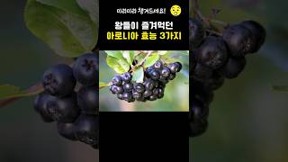 왕들이 즐겨먹던 아로니아 효능 3가지 아로니아 aronia [upl. by Guillema]