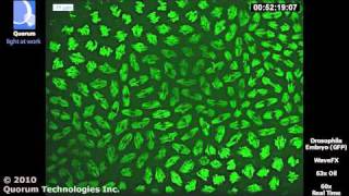 WaveFX  Drosophila Embryo  63x [upl. by Netsirk]