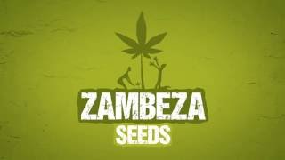 Amnesia Haze XL  Zambeza Seeds [upl. by Walrath590]