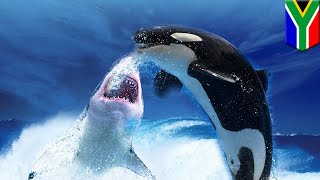 Killer Whales vs Great White Sharks Orcas hunting sharks in South Africa  TomoNews [upl. by Munmro]