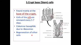 Histology of small intestine part 2 [upl. by Yesac]