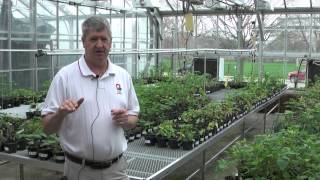 Amaranthaceae in Ohio 2015 part 1 Palmer Amaranth [upl. by Hairym168]