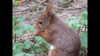 Red Squirrel Sciurus vulgaris  Formby Nature Reserve [upl. by Nelo723]