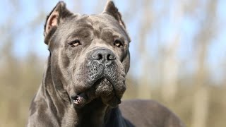 Cane Corso [upl. by Avin]