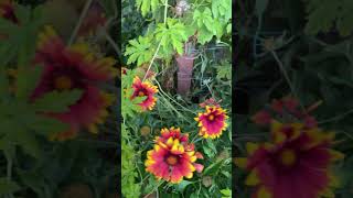 Blanket Flower canada garden wildflowers satisfying trendingshorts shorts virulshorts cheap [upl. by Ecnerwaled]