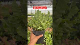 Bird nest fern dwarf shorts [upl. by Notfilc]