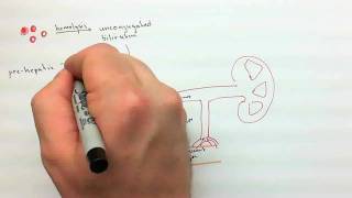 Urinalysis Part 2mp4 [upl. by Nowad]