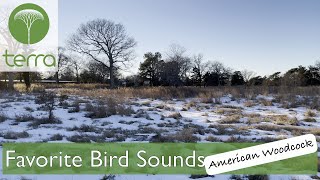 Favorite Bird Sounds American Woodcock [upl. by Eellac]