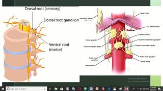 Difference between ganglion and nucleus of nervous system [upl. by Yeslrahc]