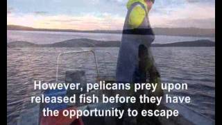 FishuteFishing the Historic South Coast Estuarine Fishery WA [upl. by Ruckman]