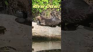 quotFlorida River Otter Playing in the Wildquot Ormond Beach Florida short [upl. by Rehprotsirhc]