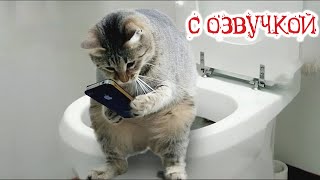 Приколы с котами С ОЗВУЧКОЙ  СМЕШНЫЕ КОТЫ  СМЕШНЫЕ ЖИВОТНЫЕ  1 час смеха [upl. by Greabe]