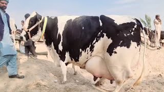 Highest Milking Girlando Cow  1 Din Mein 40 Litre Dudh Dene Wali Gay [upl. by Neibart]