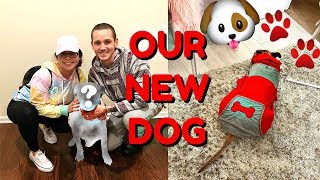 WE ADOPTED OUR FIRST DOG  JuicyJas [upl. by Aratihc758]