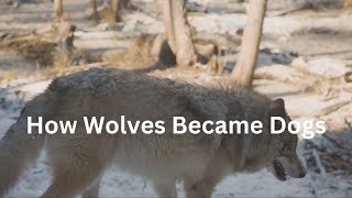 How Wolves Became Dogs Ancient Fossils Reveal Secrets [upl. by Farrel]