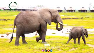 A walk to watch The Magestic Amboseli elephants should be in your bucket list So much beauty [upl. by Greff]