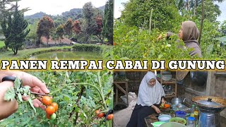 PANEN REMPAI CABE DI GUNUNGMASAKAN DESA SEDERHANA dailyvlog hidupdidesa niahermanto slowliving [upl. by Zurciram]