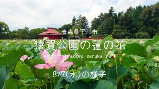 青森県平川市 猿賀公園の蓮の花の状況【2024年8月7日撮影】 [upl. by Solracesoj]