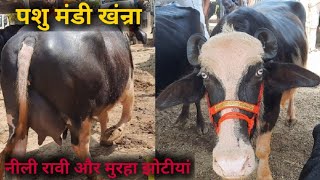 पशु मंडी खंन्रा 842022 Top quality murrah Buffaloes  sale in Khanna mandi jbs dairy farming PB [upl. by Hilar865]