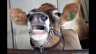 AWESOME MOOING COWS  Compilation  38 MINUTES [upl. by Ellennahc]