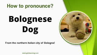 How to pronounce Bolognese Dog Correctly in English [upl. by Airyk]