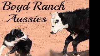 Boyd Ranch Aussies [upl. by Isac810]