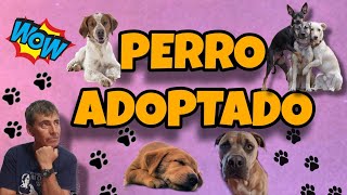 Pautas para el perro adoptado [upl. by Patricio]