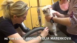 Special One Birman Cat Grooming [upl. by Hogle]