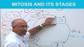 Mitosis and Its Stages  Phases of Mitosis 👨‍⚕️ [upl. by Anuahsed900]