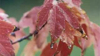 Newfoundland Autumn by The Sharecroppers [upl. by Adon]