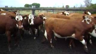 52 Hereford Simmental Shorthorn X Heifers [upl. by Ydnil]