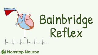 Bainbridge Reflex  How Increased Atrial Pressure Increases Heart Rate [upl. by Keese]