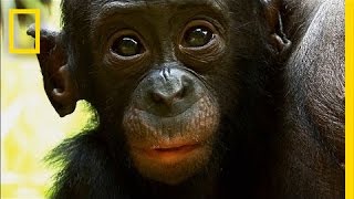 Things You Probably Didnt Know About Cute Bonobos  National Geographic [upl. by Raouf]