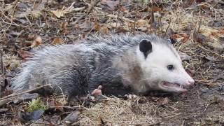 Opossum waking up from playing dead [upl. by Bonita]