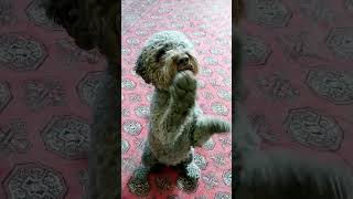 Lagotto Romagnolo training dog dogtraining dogtricks smartdog lagottoromagnolo lagotto [upl. by Aland505]