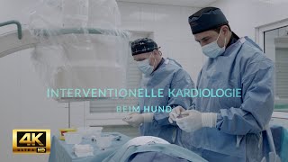 ⚕ HERZKATHETER BEIM HUND HERZRHYTHMUSSTÖRUNGEN ATEMWEGSERKRANKUNGEN INTERVENTIONELLE KARDIOLOGIE [upl. by Ahsatan]