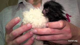 Black lion tamarin birth at Durrell Wildlife park [upl. by Norvell]