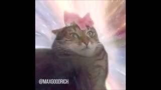 Cat Transcendence Interstellar Loop Flower On Head [upl. by Iramohs]