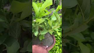 Quisqualis indica plant 🪴 youtubeshorts flowers garden plants [upl. by Mcfarland]