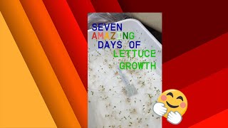 Day Seven of Hydroponic Lettuce seed growthhydroponics garden gardening plantgrowth diy [upl. by Xanthe]