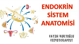 Endokrin Sistem  ANATOMİ SİSTEMLER KONU ANLATIMI 4  önlisanslisans [upl. by Zenas]