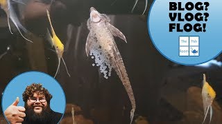 flog Our Tropical Fish Breeding Vlog [upl. by Letney732]