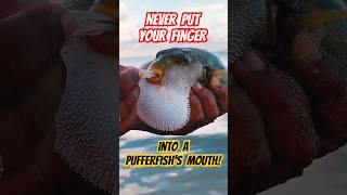 Pufferfish Rescue NEVER Put Your Finger in Its Mouth shorts pufferfish fishing [upl. by Ermin]