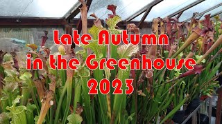 Carnivorous Plants  Late Autumn in the Greenhouse 2023 [upl. by Nnad]